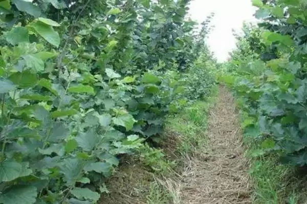 了解榛子的方法和重点？养猪与周边经济作物有哪些关联细节？插图9