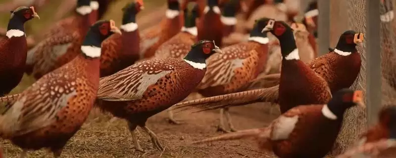 确定养殖野鸡所需投资的方法和重点？养鸡要做好哪些成本预算？-会东网