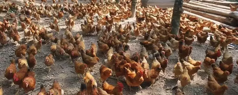 计算散养土鸡成本的方法和重点？养鸡要做好哪些成本核算？-会东网
