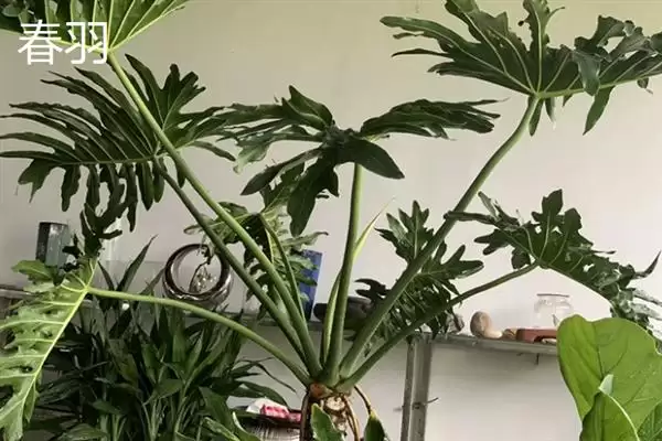 哪些耐阴的大型绿植适合放在客厅,苹果竹芋、琴叶榕、散尾葵等品种可供选择插图2 哪些耐阴的大型绿植适合放在客厅,苹果竹芋、琴叶榕、散尾葵等品种可供选择插图2