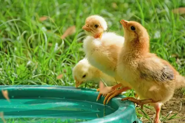 解决小鸡消化不良问题的方法和重点？养鸡要做好哪些饮食健康维护？插图2
