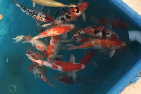 图片[4]-锦鲤的增色饲料 ,喂什么能让锦鲤增色比较快呢-会东网