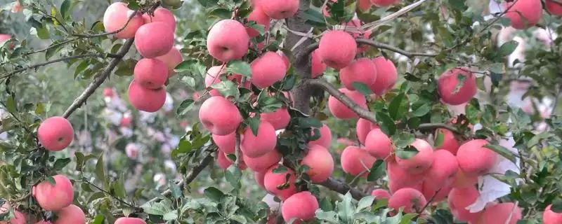 苹果树的存活时间,一般能达到50年左右-会东网