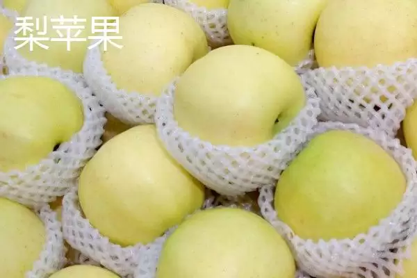 苹果梨的产地，多分布于东北、华北和西北插图3