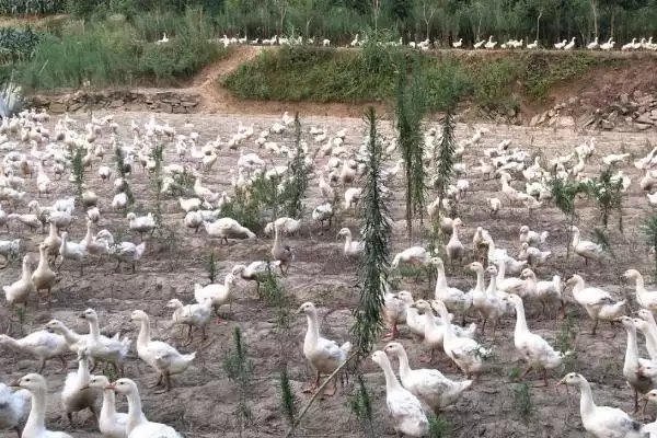 散养鹅饲养管理办法的方法和重点？散养鹅管理要做好哪些细节？插图3