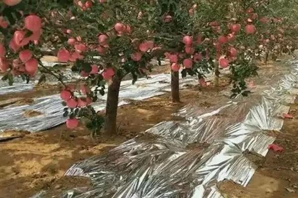 苹果脱袋后何时铺反光膜，经过2-3天即可铺膜插图1