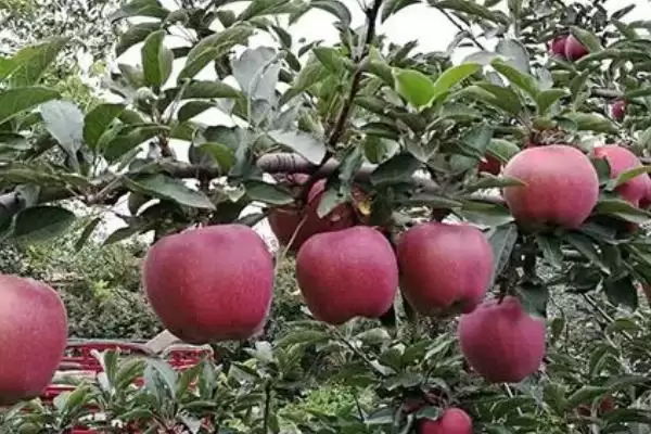 苹果腐烂病,栽培管理粗放和冻害是腐烂病流行的主要诱因插图3 苹果腐烂病,栽培管理粗放和冻害是腐烂病流行的主要诱因插图3