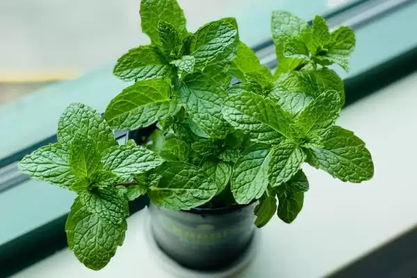 图片[4]-区分野薄荷和薄荷的方法和重点？区分野薄荷和薄荷要做好哪些细节？-会东网