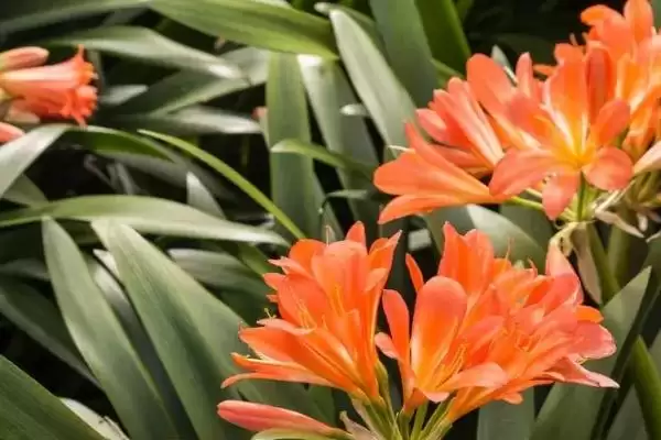 君子兰老空根的原因 ,哪些因素会导致君子兰老空根呢?插图1 君子兰老空根的原因 ,哪些因素会导致君子兰老空根呢?插图1