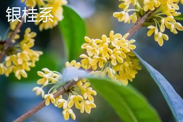 图片[7]-日香桂和四季桂的区别？区分日香桂和四季桂要关注哪些差异？-会东网