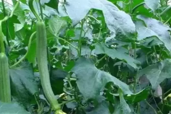 夏季丝瓜种植注意事项的方法和重点？夏季种丝瓜要做好哪些细节？插图3