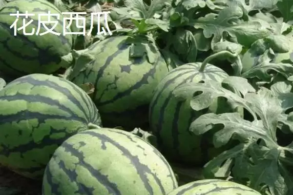 介绍西瓜常见品种的方法和重点？认识西瓜常见品种要做好哪些细节？插图3
