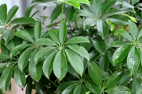 图片[3]-了解鸭掌木耐寒温度的方法和重点？了解鸭掌木耐寒温度要做好哪些细节？-会东网