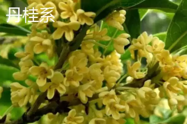 图片[5]-日香桂和四季桂的区别？区分日香桂和四季桂要关注哪些差异？-会东网