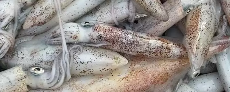 区分鱿鱼母和鱿鱼的方法和重点?区分鱿鱼母和鱿鱼要做好哪些细节?-会东网