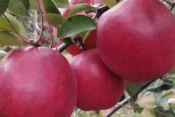 红心苹果品种介绍,结果期在每年的4-10月份插图2 红心苹果品种介绍,结果期在每年的4-10月份插图2