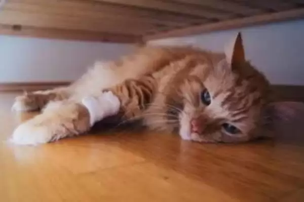 猫咪犯错后会有怎样的表现 ,猫咪犯错常装可怜或躲着观察插图13 猫咪犯错后会有怎样的表现 ,猫咪犯错常装可怜或躲着观察插图13