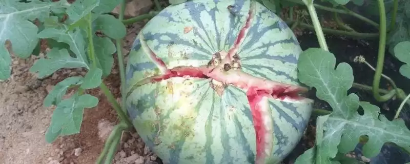 防治西瓜裂瓜的方法和重点？种西瓜要做好哪些细节防裂瓜？-会东网