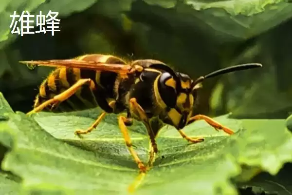 黄腰胡蜂简介，是典型的杂食性昆虫插图5