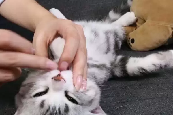 图片[10]-犬猫敌鼠钠中毒症状剖析：身上大块出血的危害及处理-会东网