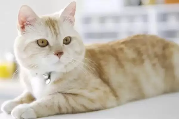 猫咪是如何辨别主人的 ,猫咪通过气味、声音、视觉辨别主人插图1 猫咪是如何辨别主人的 ,猫咪通过气味、声音、视觉辨别主人插图1