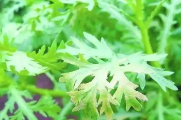 图片[4]-秋季茼蒿霜霉病防治攻略：重病田轮作的原理与方法-会东网