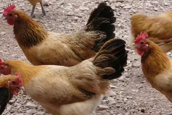 认识土鸡种类特征的方法和重点?养鸡要做好哪些鸡种认知?插图3 认识土鸡种类特征的方法和重点?养鸡要做好哪些鸡种认知?插图3