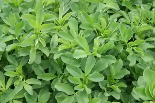 图片[9]-中国十大蜜源植物，花期持续时间长短不一-会东网