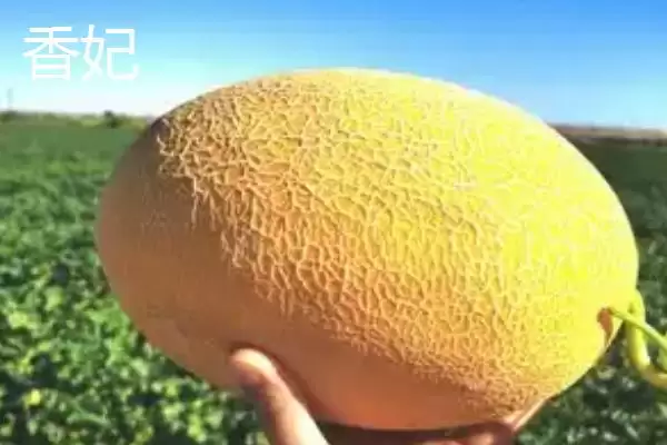 了解甜瓜品种的方法和重点？认识甜瓜品种要做好哪些细节？插图3