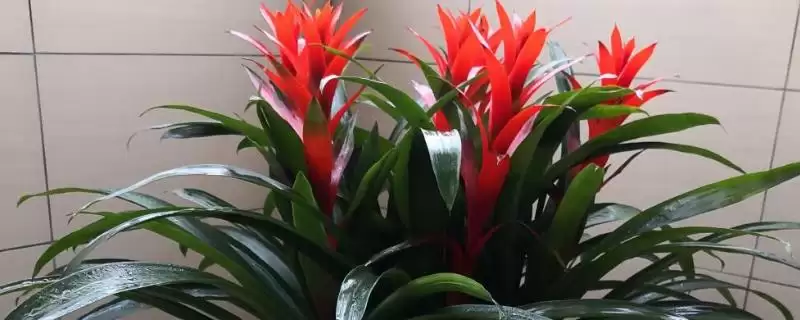 让鸿运当头开花的方法？养护鸿运当头促开花要掌握哪些关键的环境和养护要点？-会东网
