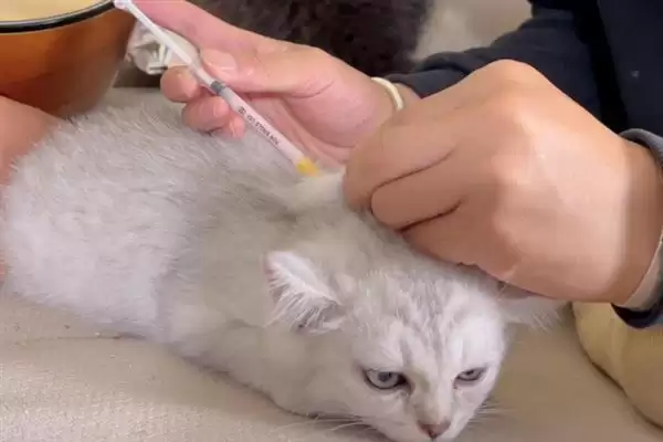 猫在几月份会开始发情呢 ,猫一般 6-12 月龄开始进入发情期插图6 猫在几月份会开始发情呢 ,猫一般 6-12 月龄开始进入发情期插图6