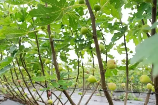 图片[9]-适合在家种植的无花果品种？选择在家种植的无花果品种要关注哪些特性？-会东网