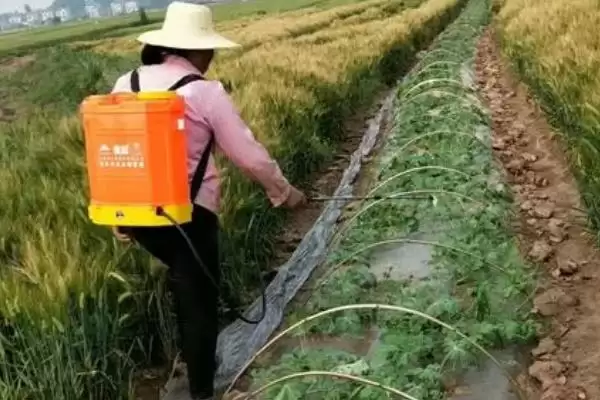 识别西瓜蚜虫危害症状的方法和重点?观察西瓜蚜虫要做好哪些细节?插图2 识别西瓜蚜虫危害症状的方法和重点?观察西瓜蚜虫要做好哪些细节?插图2