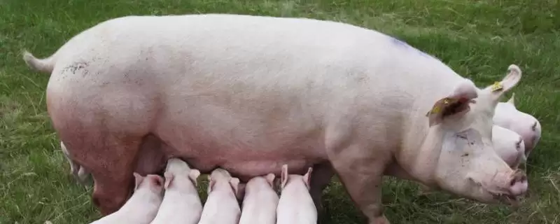 母猪呕吐的原因和治疗方式有哪些呢,母猪呕吐因饲料发霉、寄生虫等可治疗-会东网