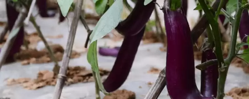 茄子施肥注意要点:氮肥少许多施的科学方法-会东网