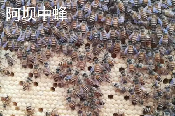 图片[6]-中蜂的品种，群势大小不一-会东网