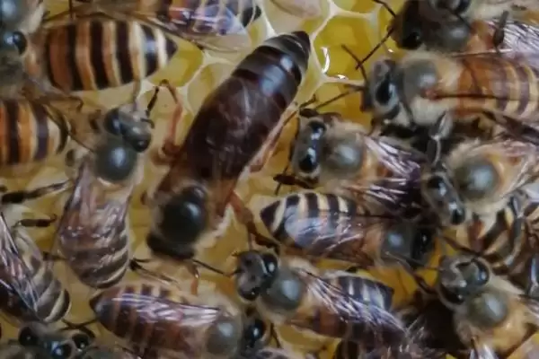 蜂王被围如何解救,可采取喷烟、移标、投水等措施插图3 蜂王被围如何解救,可采取喷烟、移标、投水等措施插图3