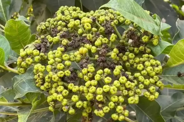 图片[2]-吴茱萸产地的分布和要点？了解吴茱萸产地需关注哪些关键信息？-会东网