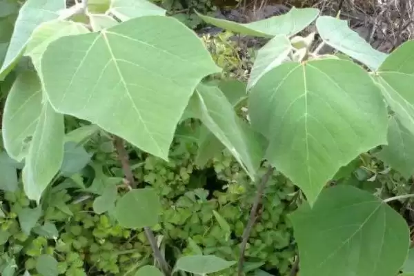 图片[2]-什么是白背叶？认识白背叶要了解哪些关键的植物形态和特性？-会东网