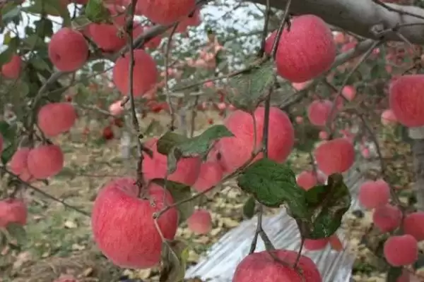 苹果着色技术,从三方面进行插图3 苹果着色技术,从三方面进行插图3