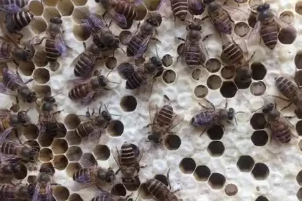 图片[3]-如何防治中蜂爬蜂病，需根据具体病害选择药物-会东网