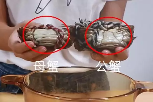 螃蟹的腿数秘密:2只螯足加8只步足的独特构造插图3 螃蟹的腿数秘密:2只螯足加8只步足的独特构造插图3