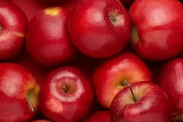 中国哪里产苹果,不同地方的苹果味道各不相同插图3 中国哪里产苹果,不同地方的苹果味道各不相同插图3