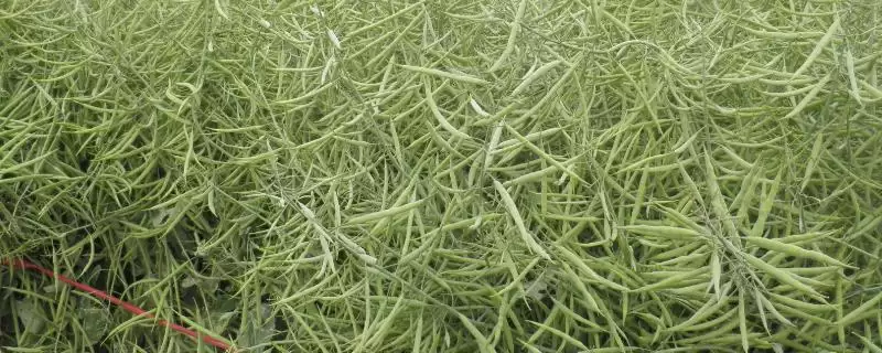 油菜杂交制种方法,首先要保证亲本种子的纯度-会东网