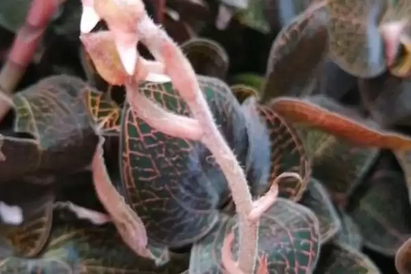 金线莲的品种 ,常见的金线莲有哪些品种呢插图4 金线莲的品种 ,常见的金线莲有哪些品种呢插图4