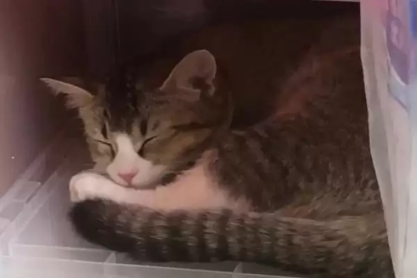 猫饭海带粉怎么做比较好 ,猫饭海带粉制作步骤是什么插图5 猫饭海带粉怎么做比较好 ,猫饭海带粉制作步骤是什么插图5