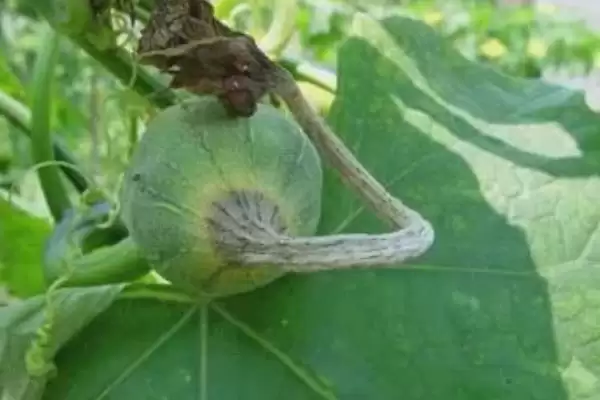 种植丝瓜的方法和重点？种丝瓜要做好哪些细节？(2)插图3