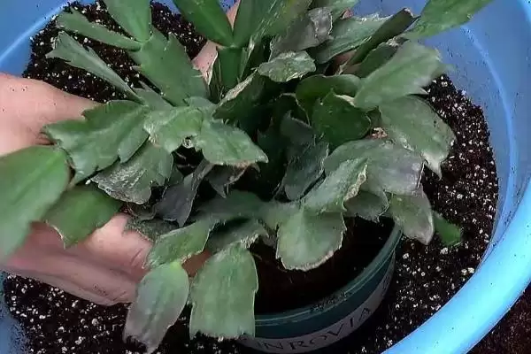 图片[4]-蟹爪兰种植的方式和要点？种植蟹爪兰要选择哪些合适方式？-会东网