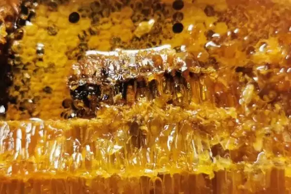 图片[2]-网上能否买到正宗的蜂巢蜜，可以买到但概率较低-会东网