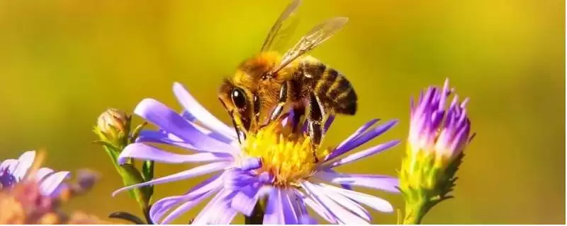 什么情况下蜜蜂会打架,并群失误是打架的主要原因插图 什么情况下蜜蜂会打架,并群失误是打架的主要原因插图